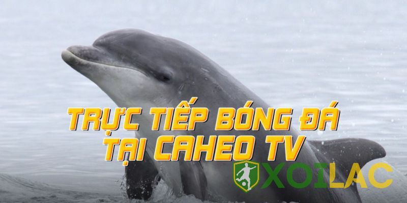 Anh luôn nhận được cảm tình từ khán giả Caheo TV Anh luôn nhận được cảm tình từ khán giả Caheo TV